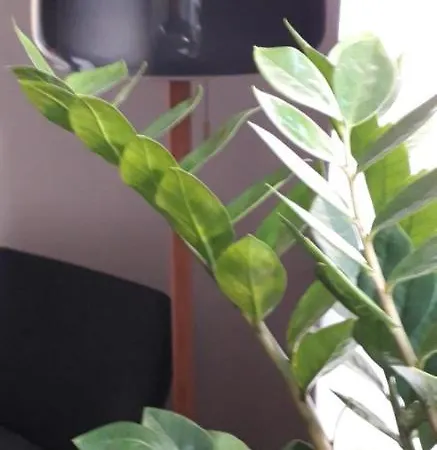 Accommodatie bij particulieren The Fennef